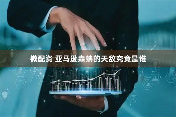 微配资 亚马逊森蚺的天敌究竟是谁